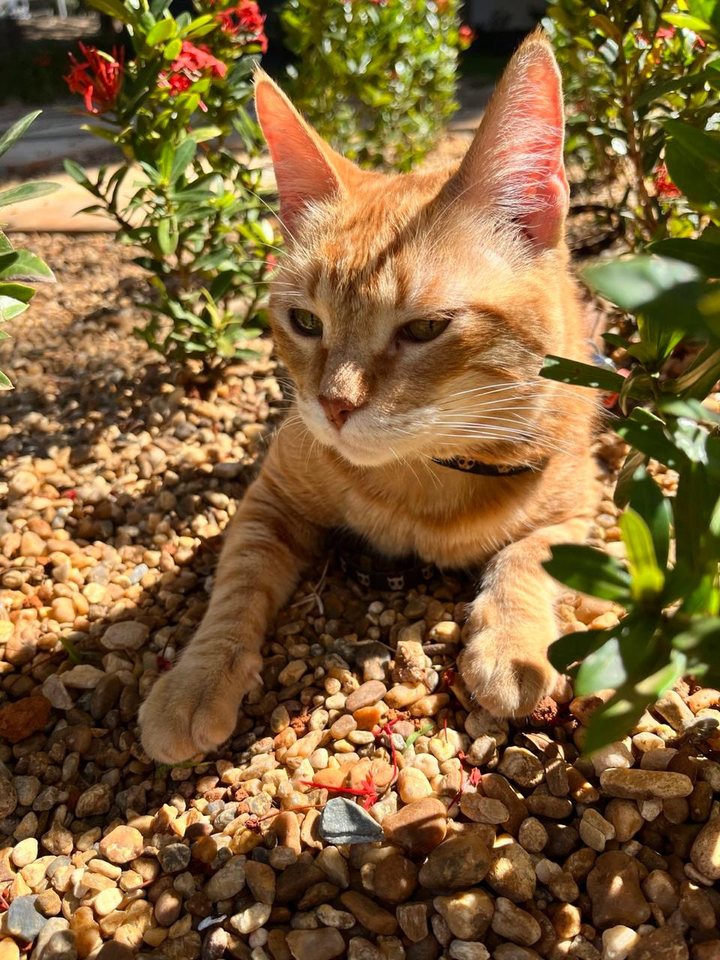 Gato no jardim